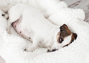 Dog Supplements For Prenatal Pregnant And Nursing Canines Jack Russell On Blanket Pregnant Dog