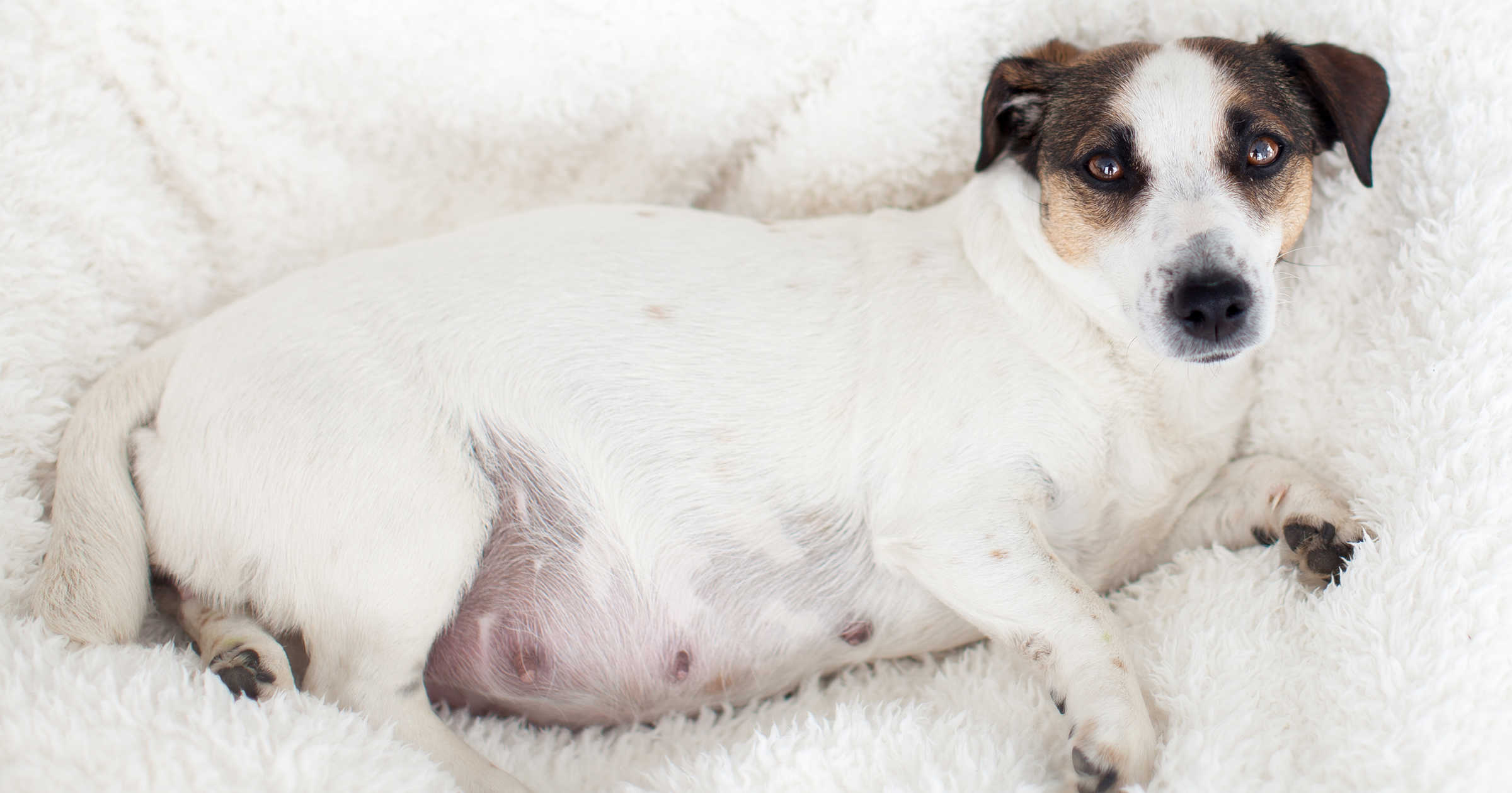 Dog nursing blanket hotsell