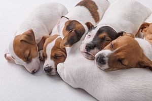 Dog Supplements For Prenatal Pregnant And Nursing Canines Jack Russell Puppies