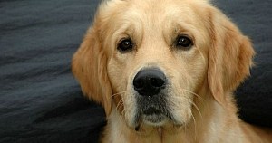 Dog-Supplements-Retriever-Looking-At-The-Camera-Min