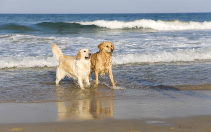 Dog-Supplements-Running-On-The-Beach-Min