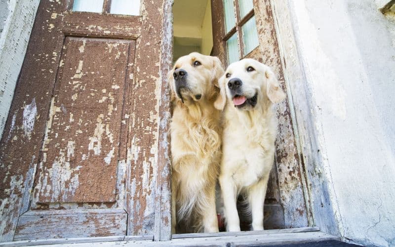 Dog-Supplements-Two-Dogs-Peeking-Out-The-Door-Min