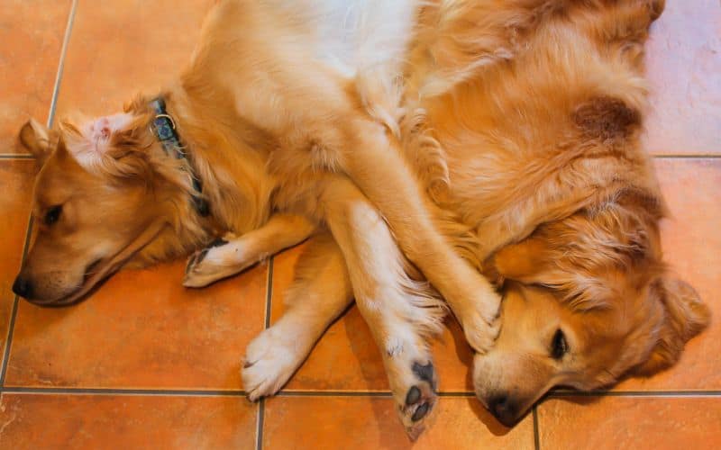 Dog-Supplements-Two-Retrievers-Lying-On-The-Ground-Min