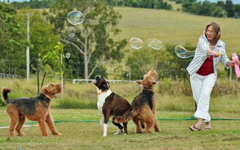Dog-Supplemnents-Woman-Blowing-Bubbles-Playing-With-Her-Dogs-Min