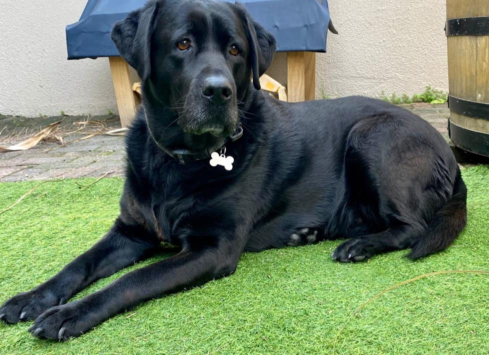 Harley Labrador Hip Dysplasia Recovery NutriFlex