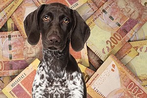 Probiotic For Dogs Dog Against Background Of South African Rands