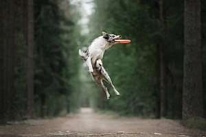 Probiotic For Dogs Dog Catching Frisbee In Forest