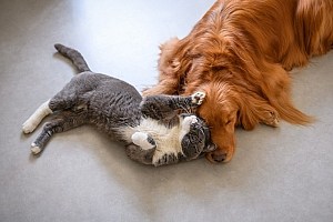 Probiotics For Dogs Golden Retriever And Cat