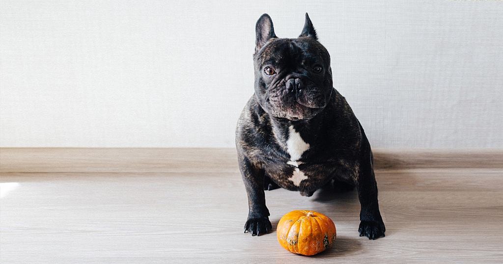 Natural Dewormer For Dogs Pumpkin Seeds NutriFlex