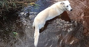 Dog Joint Supplement Dog Swimming Tokai Forest