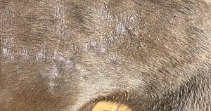 Dog Supplement Italian Greyhound Itchy Skin Hair Loss