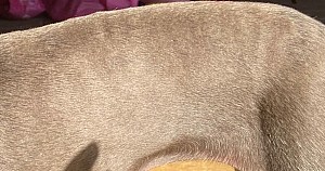 Dog Supplement Italian Greyhound Itchy Skin Healed Glossy Coat