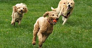 Dog-Supplements-Active-Dogs-Min