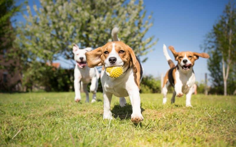Dog-Supplements-Group-Of-Dogs-Playing-Min