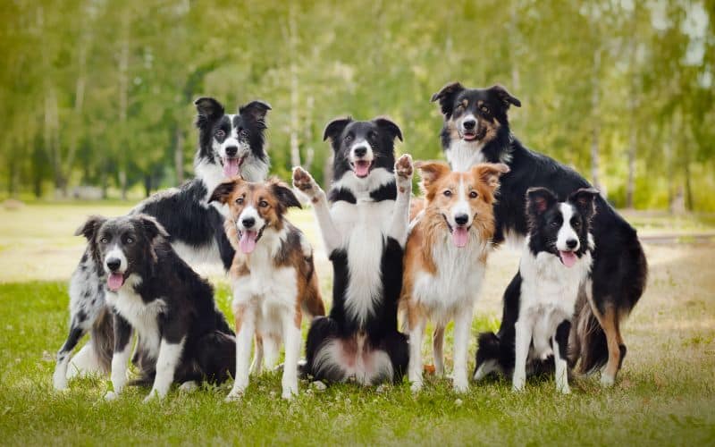 Dog-Supplements-Group-Of-Happy-Dogs-Min