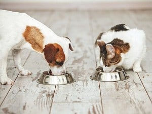 Human Food Grade Dog Supplements Cat And Dog Feeding Time
