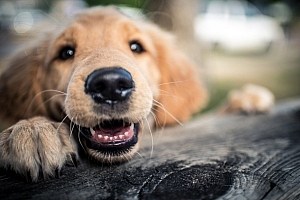 Human Food Grade Dog Supplements Happy Puppy Teeth