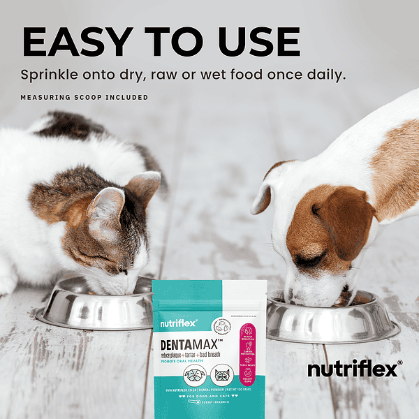 Dog And Cat Enjoying Daily Dose Of Dentamax Powder