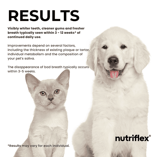 Dentamax Infographic With A White Dog And Cat