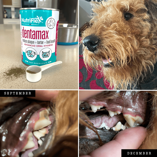 DentaMax Dental Powder For Dogs And Cats 180g NutriFlex