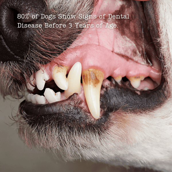 Dentamax Infographic Showing Closeup Of Dogs Teeth With Dental Plaque And Tartar Buildup