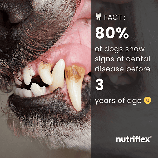 Dentamax Infographic Showing Closeup Of Dogs Teeth With Dental Plaque And Tartar Buildup