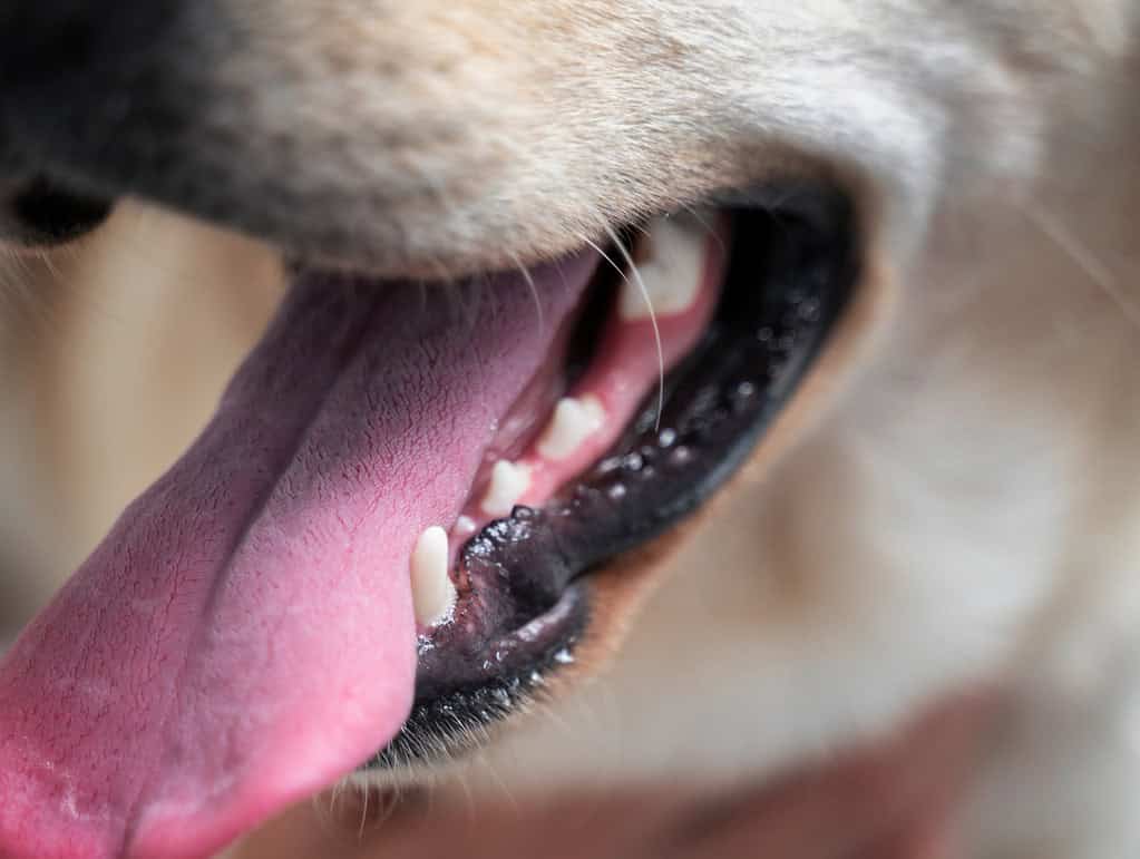 Close-up of a dog's open mouth, teeth and tongue
