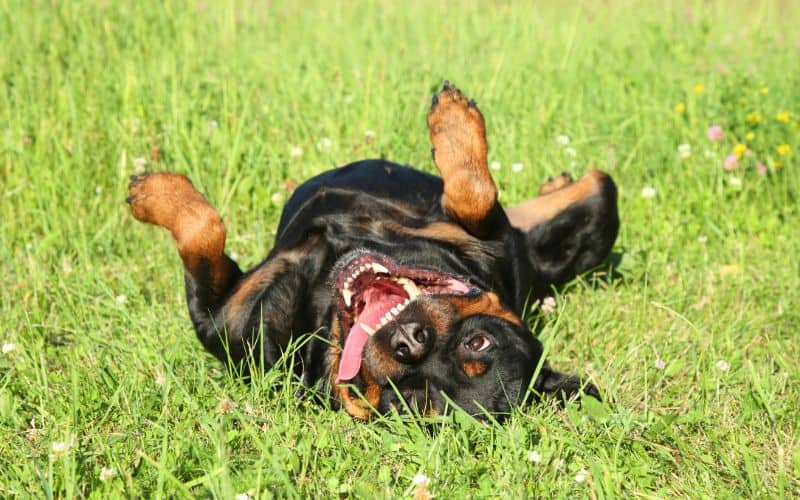 Dog-Joint-Care-Happy-Dog-Playing-On-Grass-Min