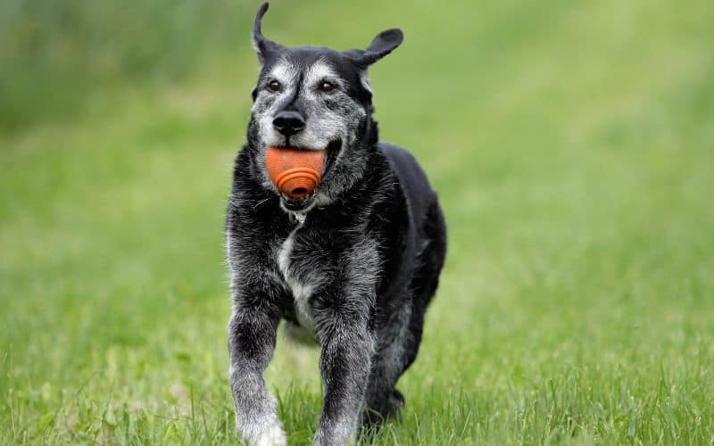 Dog-Supplements-Old-Dog-Playing-Min