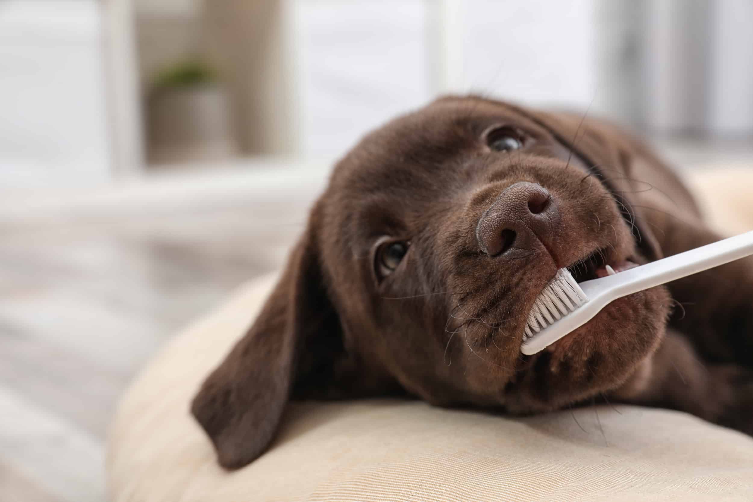 Canine Dental Health Labrador Puppy Having Teeth Brushed