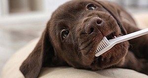 Labrador Puppy Having Its Teeth Cleaned