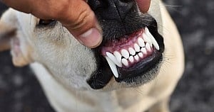 How To Clean Dog Teeth Easily And Effectively In 2023 | Dog Teeth Cleaning
