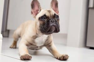 Is Kelp Good For Dogs French Bulldog Puppy 6