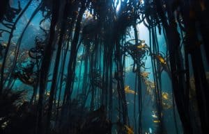 Sea, Kelp, Forest, Underwater