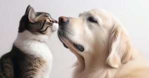 Bad Breath In Dogs Cat And Dog Sitting Nose To Nose