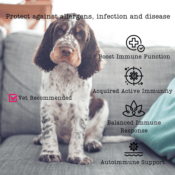 A Lovable Spaniel Pup With A List Of Health Benefits Provided By Bovine Colostrum For Dogs, Including Immune Function And Allergy Protection, With Vet Recommendation Icons