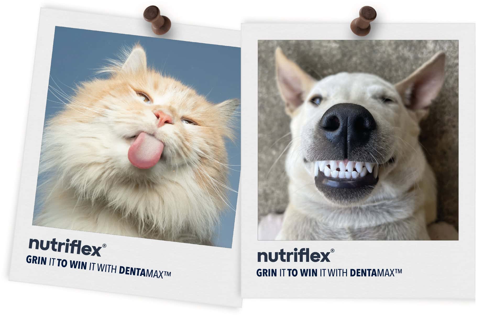 Grin-It-To-Win-It-Contest-Dentamax-For-Dogs-And-Cats Grin-It-To-Win-It-Contest-Dentamax-For-Dogs-And-Cats