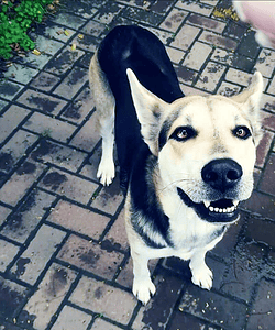 Bella Lindie Hugo