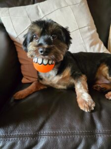 Leo Smile