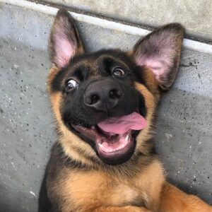 Puppy Tongue