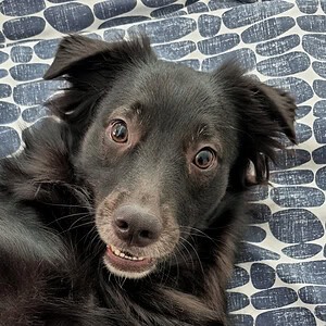 Roscoe