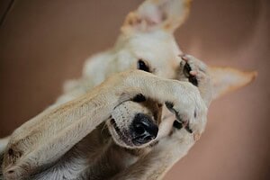 Dog'S Scratching