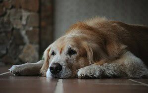 Older Dog