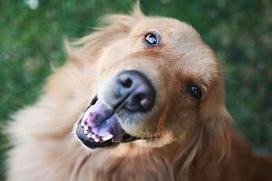 Golden Retriever With A Joyful Expression, Looking Up Against A Blurred Green Background.
