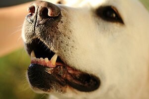 Dog Mouth