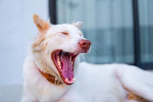 Dog Bad Breath