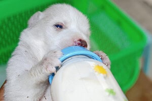 Dog Colostrum