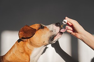 Pet Supplement
