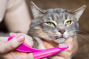 Why Regular Dental Care Matters For Your Cat'S Long-Term Health 1 Cat Dental Care