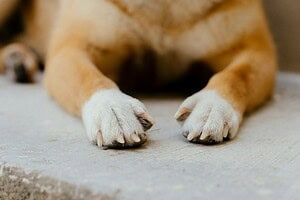 Dog Joint